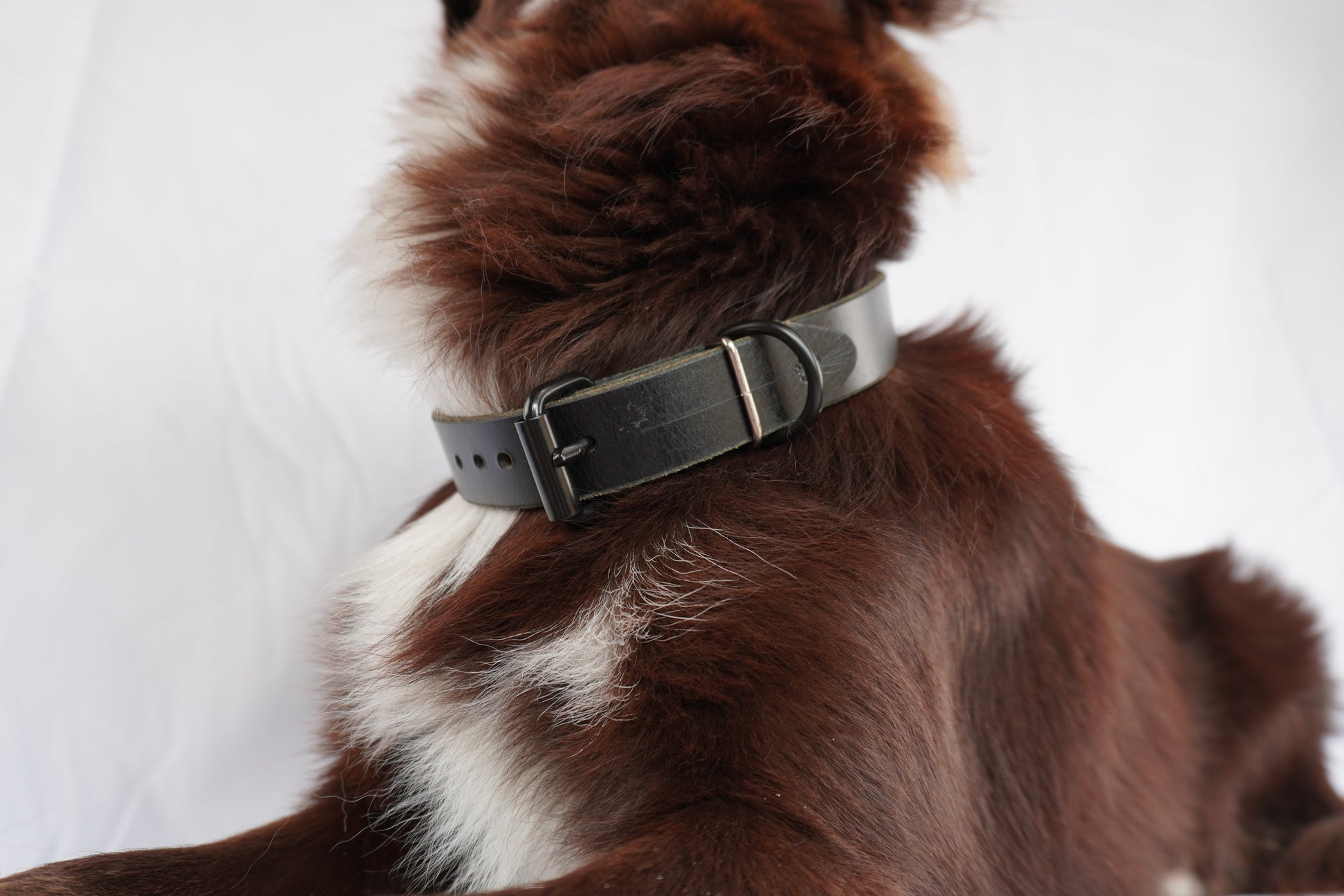 The Z Collar - Black