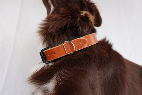 The Z Collar - Brown